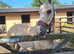 Eye catching Project Mare