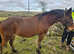 Lovely mare ride/drive/sulky