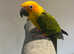 Baby Stunning Sun Conure Parrot,12