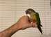Hand Reared Tamed Baby Conure