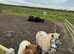 British Spotted Mare 36inch, loving and clever