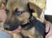Frank 4 months puppy blue eyed boy will be a small breed adult - lovely lad
