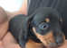 Dachshund  minature pra puppies