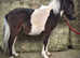 Boo Shetland gelding