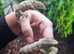 Leachianus Gecko's (on hold)