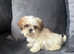 Shih tzus puppies imperial  for sale