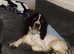 Springer spaniel cross