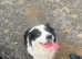 Gorgeous Border Collie
