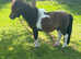 Registered miniature 2 year old colt