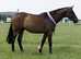 Champion show horse