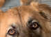 Sadie GSD