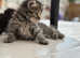 3 Stunning Female Persian Kittens for Sale