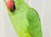 Beautiful baby Indian Ringneck talking parrot