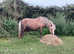 Rideable Falabella Mare with filly foal on foot
