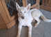 Siberian husky puppies