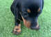 Dachshund puppy