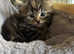 Most stunning kittens