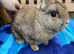 Netherland dwarf buck looking for forever home