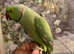 Fully Tame Green Male Ringneck parrot