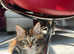 2 Rare Kurilian Bobtail