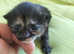 Four beautiful kittens. The first babies of the kitten. Very healthy