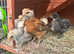 wheaten copper maran chicks Chicken