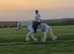 Proper steady eddie 14.2hh gelding