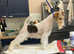 Female Wire Fox Terrier