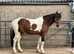 Ultimate Family Cob