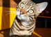 Exceptional Bengal boys available
