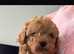 2 poodle dog puppies