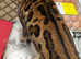 Bengal girl cat