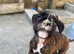 Last Boy amazing pedigree kc reg