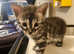Full pedigree bengal kittens