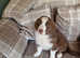 Beautiful Australian shepherd puppy