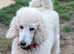 STANDARD POODLE - Female