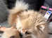 Pomeranian teddy bear
