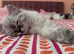 Seal lynx male Ragdoll kitten for sale