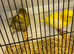 4 pair of border canary