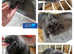 2 beautiful pure mini lion lop ready to reverse