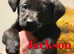 BEAUTIFUL PEDIGREE BLACK LABRADOR PUPPIES DRAKESHEAD LINEAGE