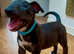 Stunning KC Registered Bull Terrier Puppy - Rare Colour - Ready Now