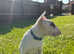 Male English Bull Terrier puppy