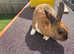 Beautiful rabbit