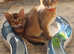 Stunning Abyssinians
