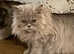 GCCF Persian kittens