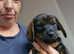 REDUCE **Ready now. Dachshund cross yorkie terrier puppies
