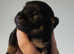 Russian Toy Terrier for sale