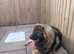 Large male 12mths old excellent temperament good with children and other dogs for sale due to new job commitments