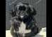 Kc reg  Pekingese pups x4 girls  genetic tested